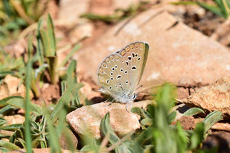 P. martini ungemachi, femelle, Réserve de Papillons d'Inifife, Moyen Atlas central, 2017, ©Frédérique Courtin-Tarrier     