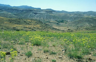"Irruption" de Rue entraînant un pic populationnel de Papilio neosaharae aux alentours d'Askaoun (Anti-Atlas nord-oriental)