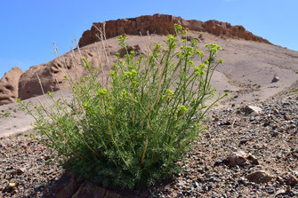 Ruta graveolens, Askaoun, Djebel Siroua, 2018, ©Frédérique Courtin 