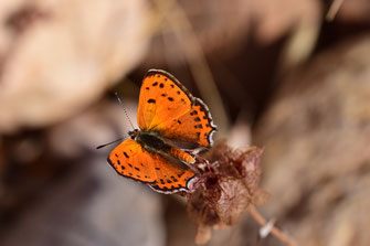 T. phoebus f. magnificens, mâle, région de Tafraoute, Anti-Atlas sud-occidental, juin 2018, ©Frédérique Courtin-Tarrier 