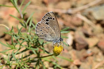 G. melanops alluaudi, mâle, Tizgui, Anti-Atlas nord-oriental, 2017, ©Frédérique Courtin-Tarrier  