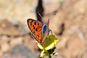 H. alciphron heracleana, mâle, Oukaïmeden, Haut Atlas central, 2018, ©Frédérique Courtin-Tarrier  