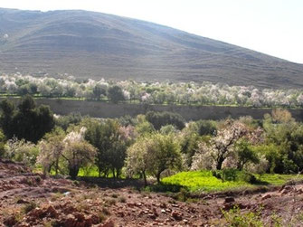 Biotope du Sud (E. melanochloros) (Haut Zegmouzen, Anti-Atlas nord-oriental), ©Frédérique Courtin-Tarrier    