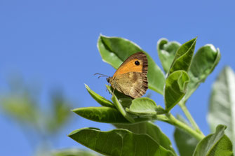 P. tithonus distincta, mâle, Djebel Tisirene, Rif occidental, 2018, ©Frédérique Courtin-Tarrier 
