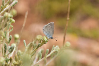 Réserve de Papillons d'Inifife, Moyen Atlas central, 2017, ©Frédérique Courtin-Tarrier   