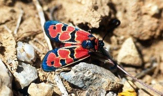 Z. felix rolleti (Haut Atlas oriental)