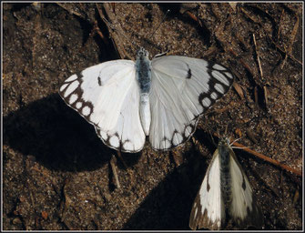 Belenois aurota ©Luciano Gollini