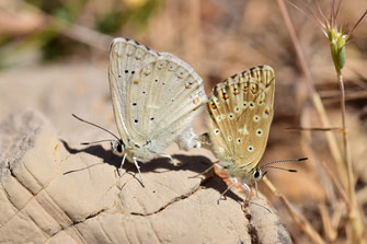 P. albicans dujardini, in copula, Djebel Tisouka, Rif occidental, 2018, ©Frédérique Courtin-Tarrier   