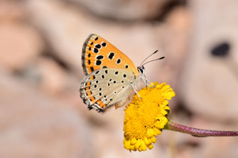T. phoebus f. magnificens, femelle, région de Tafraoute, Anti-Atlas sud-occidental, juin 2018, ©Frédérique Courtin-Tarrier    