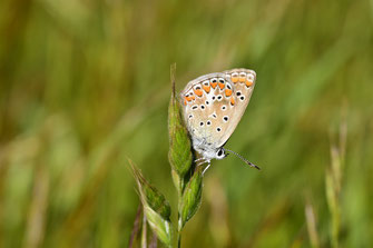 P. celina, mâle, Oukaïmeden, Haut Atlas central, 2018, ©Frédérique Courtin-Tarrier