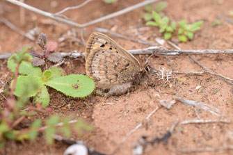 T. mauretanicus mauretanicus, femelle, Imi-n-Ifri, Haut Atlas central, 2018, ©Frédérique Courtin-Tarrier  