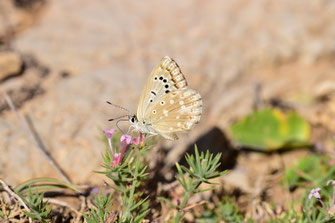 P. albicans dujardini, femelle, Djebel Tisouka, Rif occidental, 2018, ©Frédérique Courtin-Tarrier  