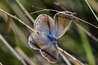 P. martini ungemachi, femelle, Réserve de Papillons d'Inifife, Moyen Atlas central, 2018, ©Frédérique Courtin-Tarrier      