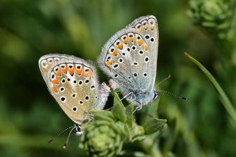 In copula, © Frédérique Courtin-Tarrier