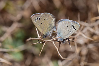 G. melanops alluaudi, in copula, Igherm, Anti-Atlas sud-occidental, 2018, ©Frédérique Courtin-Tarrier  