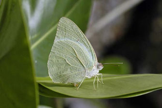 Catopsilia florella, mâle ©Dirk Motshagen