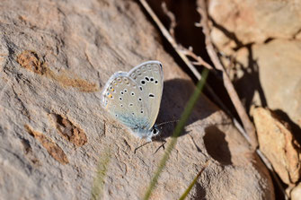 Mâle, Réserve de Papillons d'Inifife, Moyen Atlas central, 2018, ©FCT     