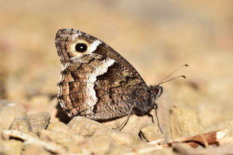 H. ellena caroli, mâle, Djebel Tisirene, Rif occidental, 2018, ©Frédérique Courtin-Tarrier 