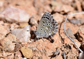 P. abencerragus, mâle, Madao, Anti-Atlas sud-occidental, 2017, ©Frédérique Courtin-Tarrier    