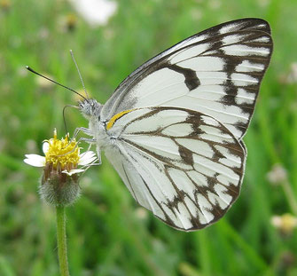 Belenois aurota ©Ton Rulkens