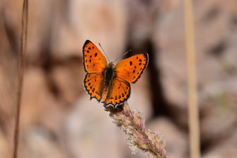 T. phoebus f. magnificens, mâle, région de Tafraoute, Anti-Atlas sud-occidental, juin 2018, ©Frédérique Courtin-Tarrier  