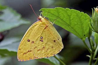 Catopsilia florella, femelle ©Dirk Motshagen