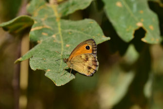 P. tithonus distincta, mâle, Djebel Tisirene, Rif occidental, 2018, ©Frédérique Courtin-Tarrier 