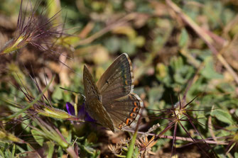 P. albicans dujardini, femelle, Djebel Tisouka, 2018, ©Frédérique Courtin-Tarrier  