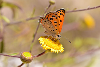 T. phoebus f. magnificens, femelle, région de Tafraoute, Anti-Atlas sud-occidental, juin 2018, ©Frédérique Courtin-Tarrier    