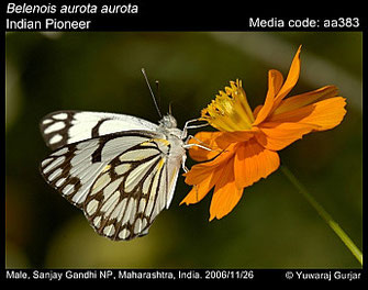 Belenois aurota ©Yuwaraj Gurjar