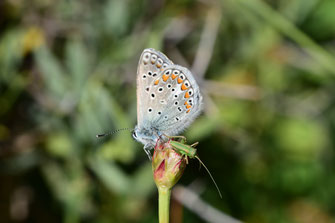 Mâle revers de l'Argus bleu roi du Maroc dans le Moyen Atlas central, © Frédérique Courtin-Tarrier 