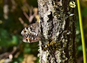 H. ellena caroli, in copula, Djebel Tisirene, Rif occidental, 2017,  ©Frédérique Courtin-Tarrier 