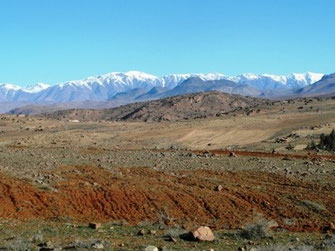 Habitat steppicole de la ssp. amelnorum dans le Haut Souss, ©Frédérique Courtin-Tarrier  