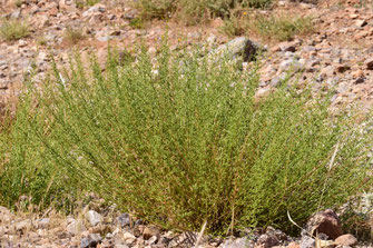 Renouée à balais (Polygonum equisetiforme), plante-hôte de l'espèce dans l'Anti-Atlas sud-occidental, ©Frédérique Courtin-Tarrier  