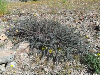 L’Astragale des chèvres, phase luxuriante (2015) aux alentours du Djebel présaharien Akoumbi, Anti-Atlas sud-occidental, ©Frédérique Courtin-Tarrier    