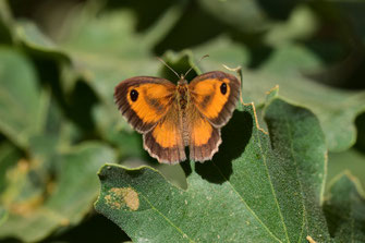 P. tithonus distincta, mâle, Djebel Tisirene, Rif occidental, 2018, ©Frédérique Courtin-Tarrier   