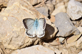 P. albicans dujardini, mâle, Djebel Tisouka, 2018, ©Frédérique Courtin-Tarrier   