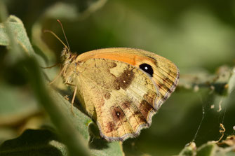 P. tithonus distincta, femelle, Djebel Tisirene, Rif occidental, 2018, ©Frédérique Courtin-Tarrier