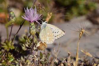 P. albicans dujardini, mâle, Djebel Tisouka, Rif occidental, 2018, ©Frédérique Courtin-Tarrier  