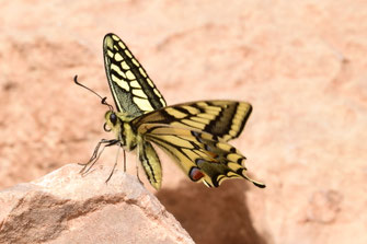 P. saharae saharae, mâle, Tizi Tazougart, région de Missour, 2017, ©Frédérique Courtin 