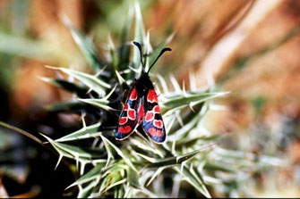Z. lucasi lucasi (Anti-Atlas oriental) 
