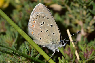 P. martini ungemachi, femelle, Réserve de Papillons d'Inifife, Moyen Atlas central, 2017, ©Frédérique Courtin-Tarrier    