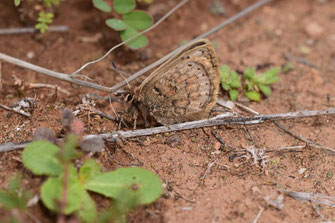 T. mauretanicus mauretanicus, femelle, Imi-n-Ifri, Haut Atlas central, 2018, ©Frédérique Courtin-Tarrier  