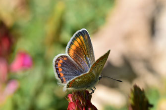Femelle de l'Argus bleu roi du Maroc dans le Moyen Atlas central, © Frédérique Courtin-Tarrier 