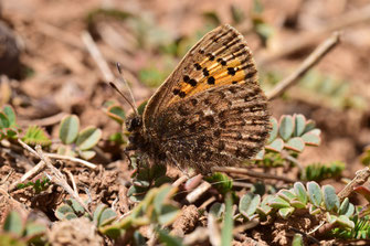 T. mauretanicus antonius, femelle, Inifife, Moyen Atlas central, 2018, ©Frédérique Courtin-Tarrier  