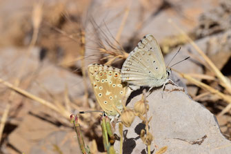 P. albicans dujardini, in copula, Djebel Tisouka, 2018, ©Frédérique Courtin-Tarrier  