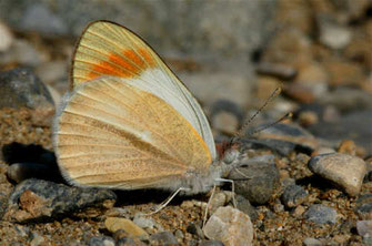 Colotis liagore ©Heiner Ziegler