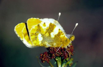 29 - In memoriam  Zegris meridionalis marocana, partout anéanti dans le Parc d'Ifrane