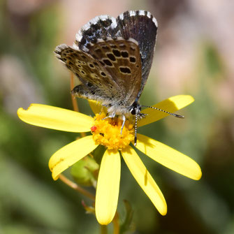 P. abencerragus, mâle, Tarakatine, Anti-Atlas sud-occidental, 2018, ©Frédérique Courtin-Tarrier  