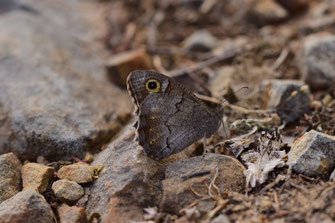 H. statilinus sylvicola, mâle, Djebel Tiserene, Rif occidental, 2018, ©Frédérique Courtin-Tarrier 